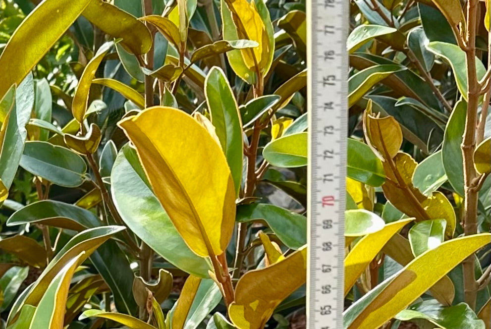Magnolia grandiflora ‘Alta’ - 7.5 Litre