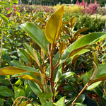 Magnolia grandiflora ‘Alta’ - 7.5 Litre