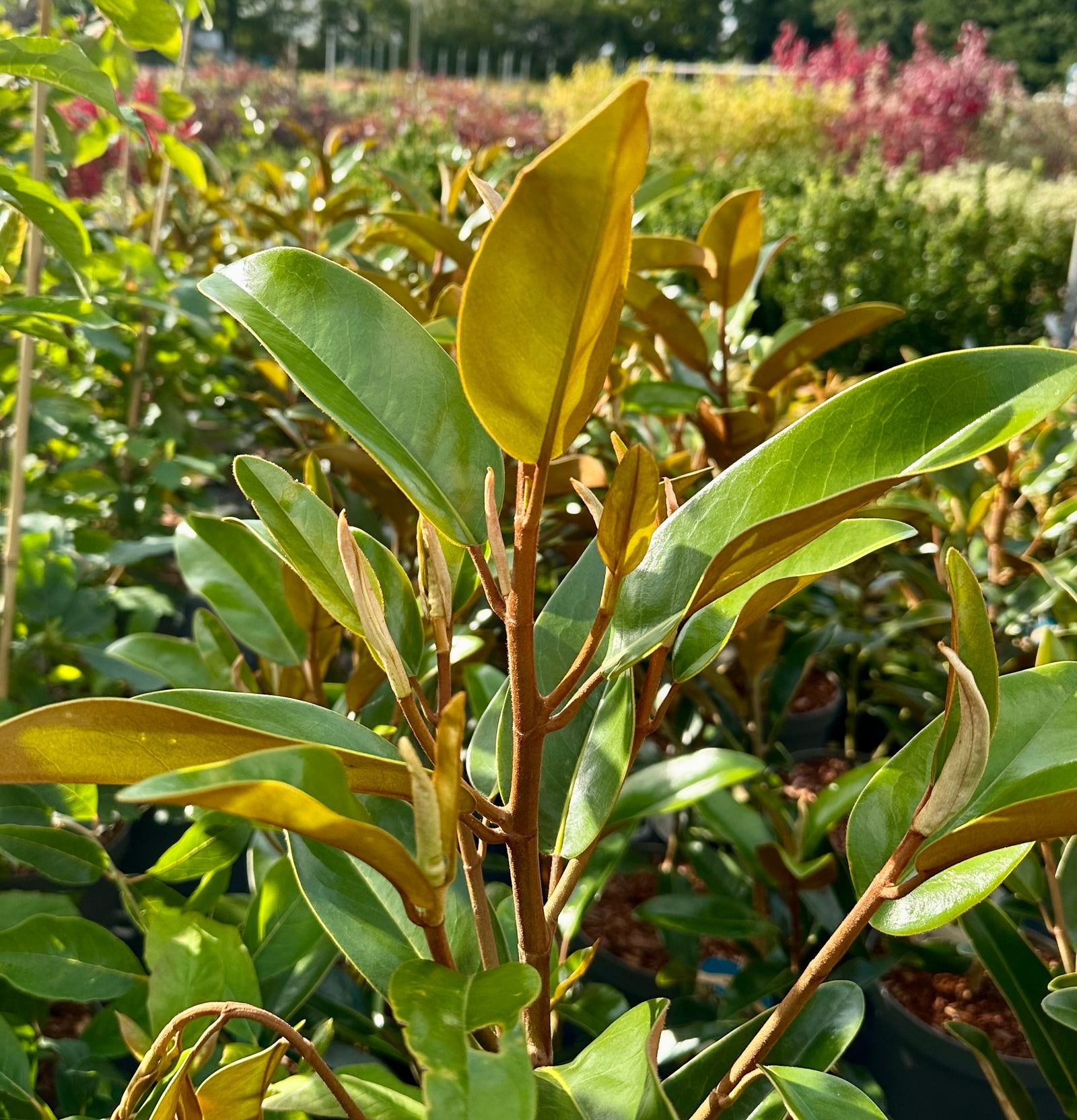 Magnolia grandiflora ‘Alta’ - 7.5 Litre