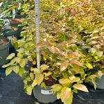 Spiraea japonica 'Double Play Big Bang' - 7.5Litre
