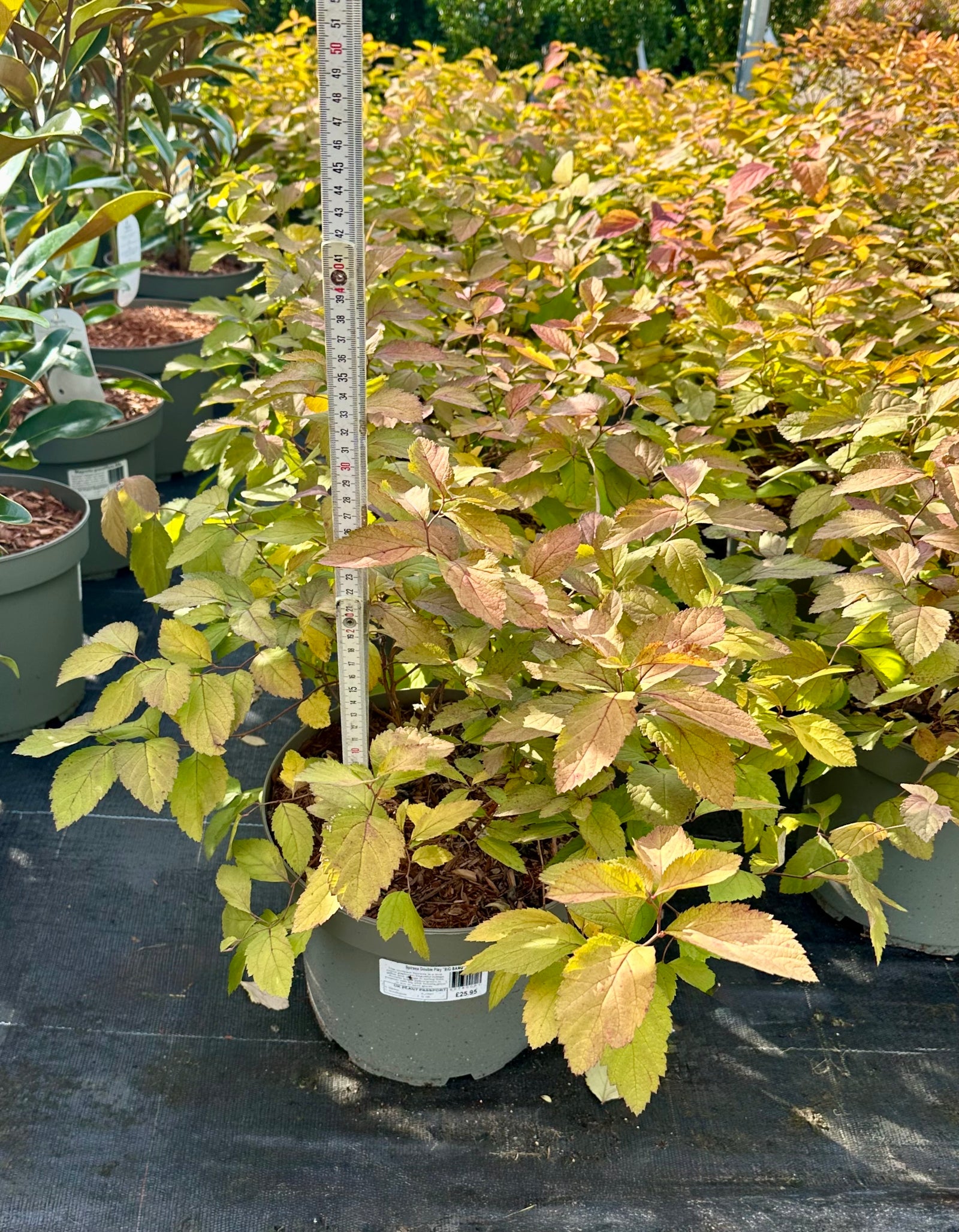Spiraea japonica 'Double Play Big Bang' - 7.5Litre