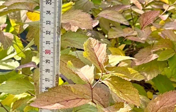Spiraea japonica 'Double Play Big Bang' - 7.5Litre
