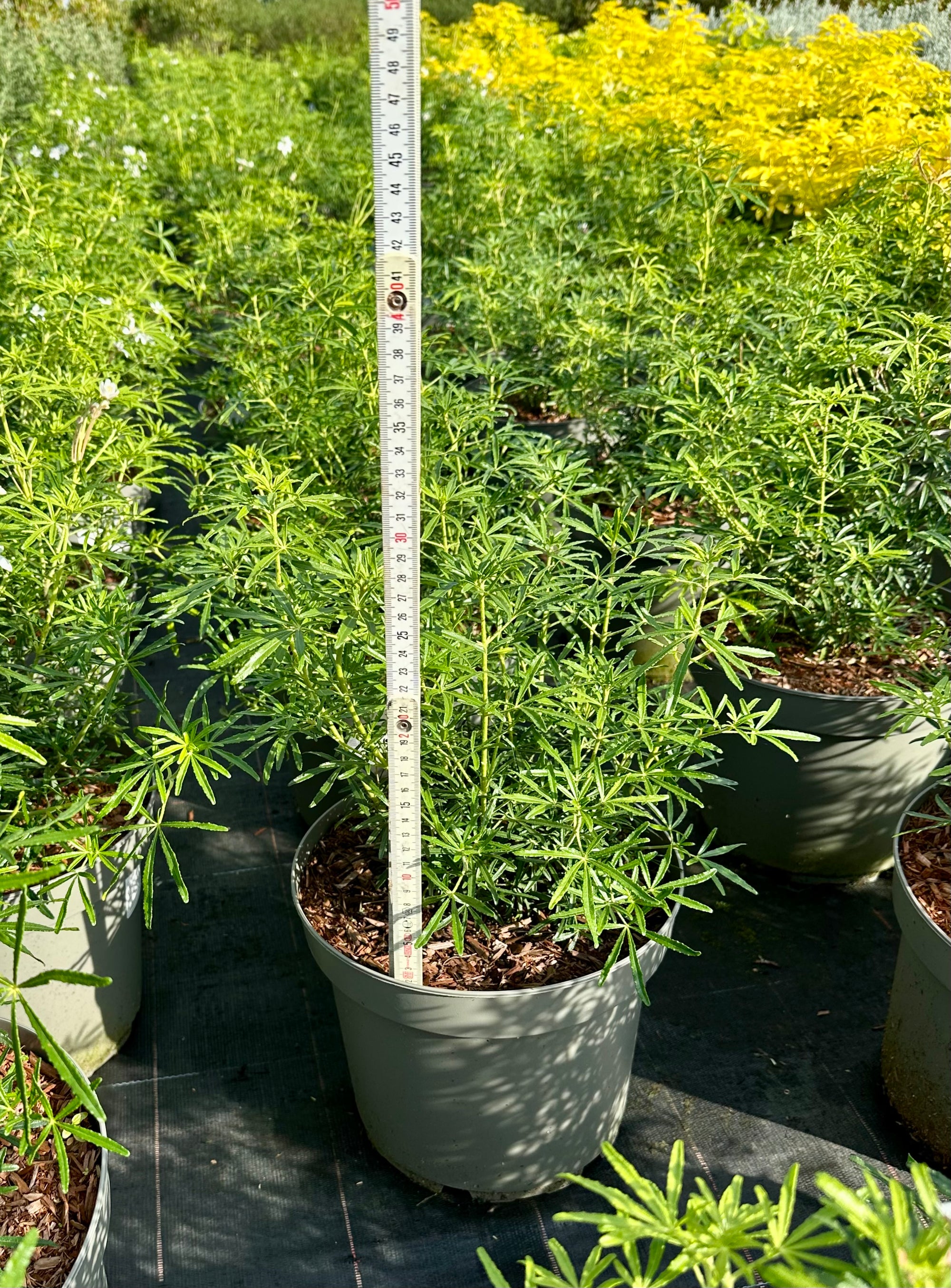 Choisya ‘White Dazzler’ - 7.5litre