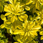 Choisya ternata ‘Sundance’ - 7.5 Litre
