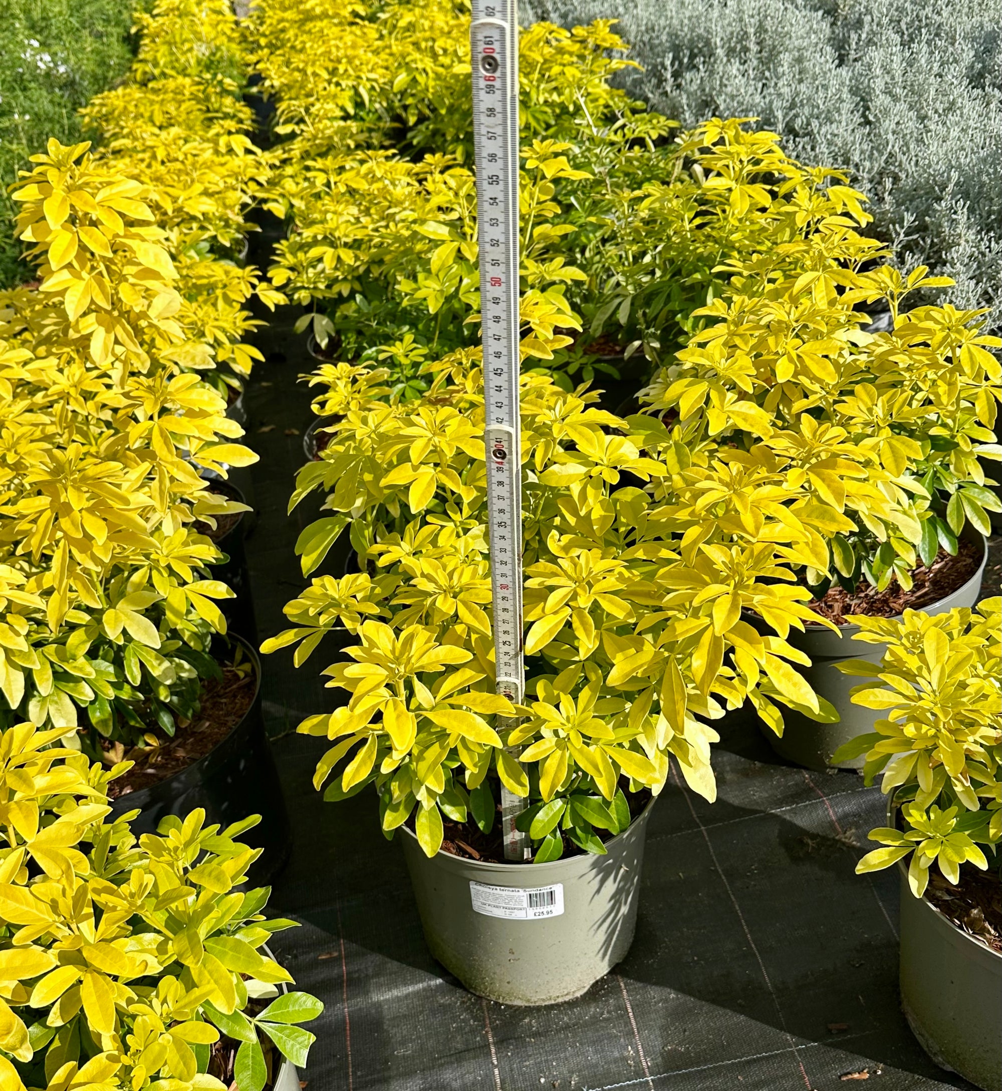 Choisya ternata ‘Sundance’ - 7.5 Litre