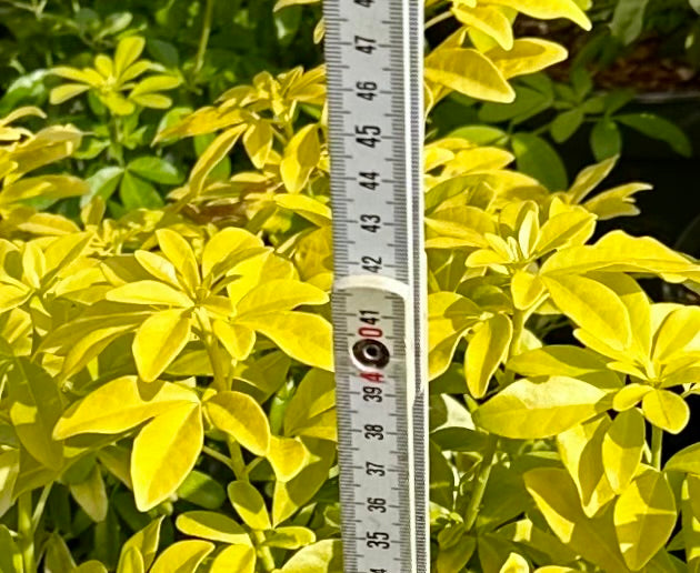 Choisya ternata ‘Sundance’ - 7.5 Litre