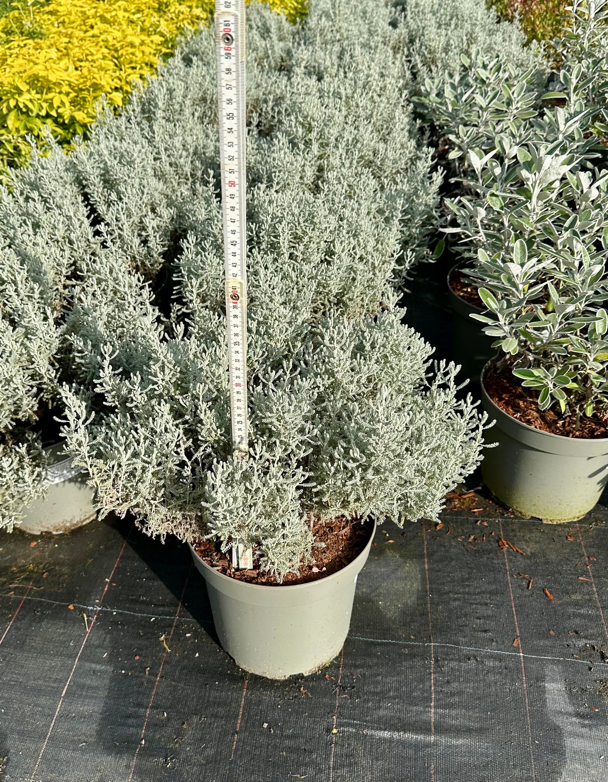 Santolina chamaecyparissus - 7.5Litre