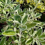 Brachyglottis ‘Drysdale' (Senecio) - 7.5Litre