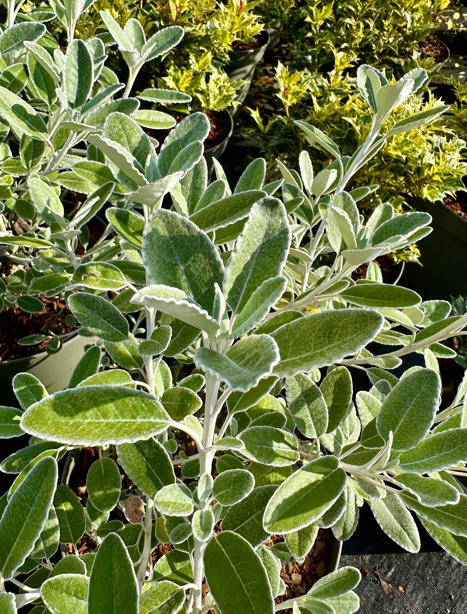 Brachyglottis ‘Drysdale' (Senecio) - 7.5Litre