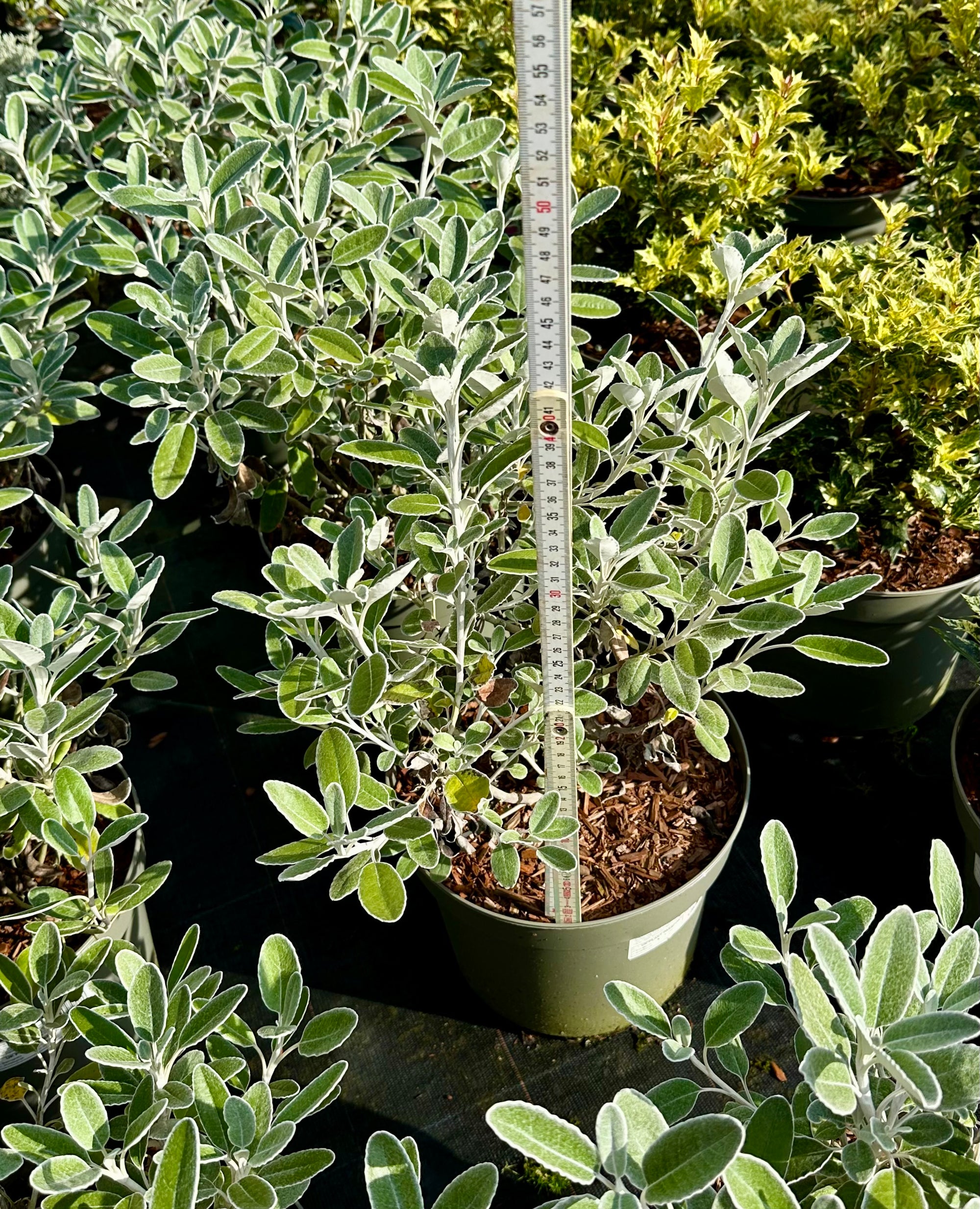 Brachyglottis ‘Drysdale' (Senecio) - 7.5Litre