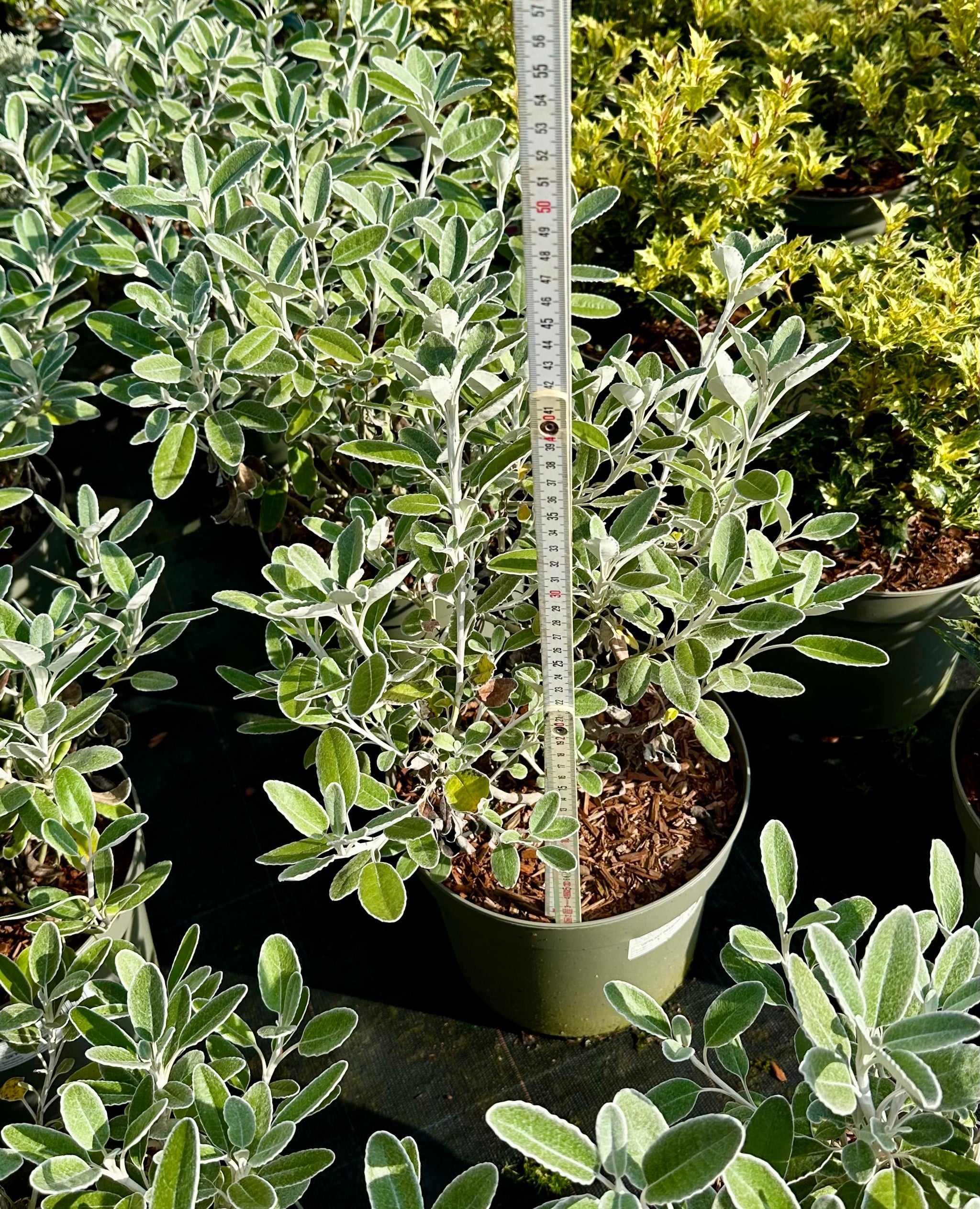 Brachyglottis ‘Drysdale' (Senecio) - 7.5Litre