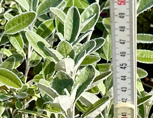 Brachyglottis ‘Drysdale' (Senecio) - 7.5Litre