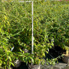 Cotoneaster ‘Rothschildianus' - NWP24 - 7.5Litre