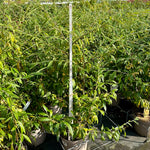 Cotoneaster ‘Rothschildianus' - NWP24 - 7.5Litre