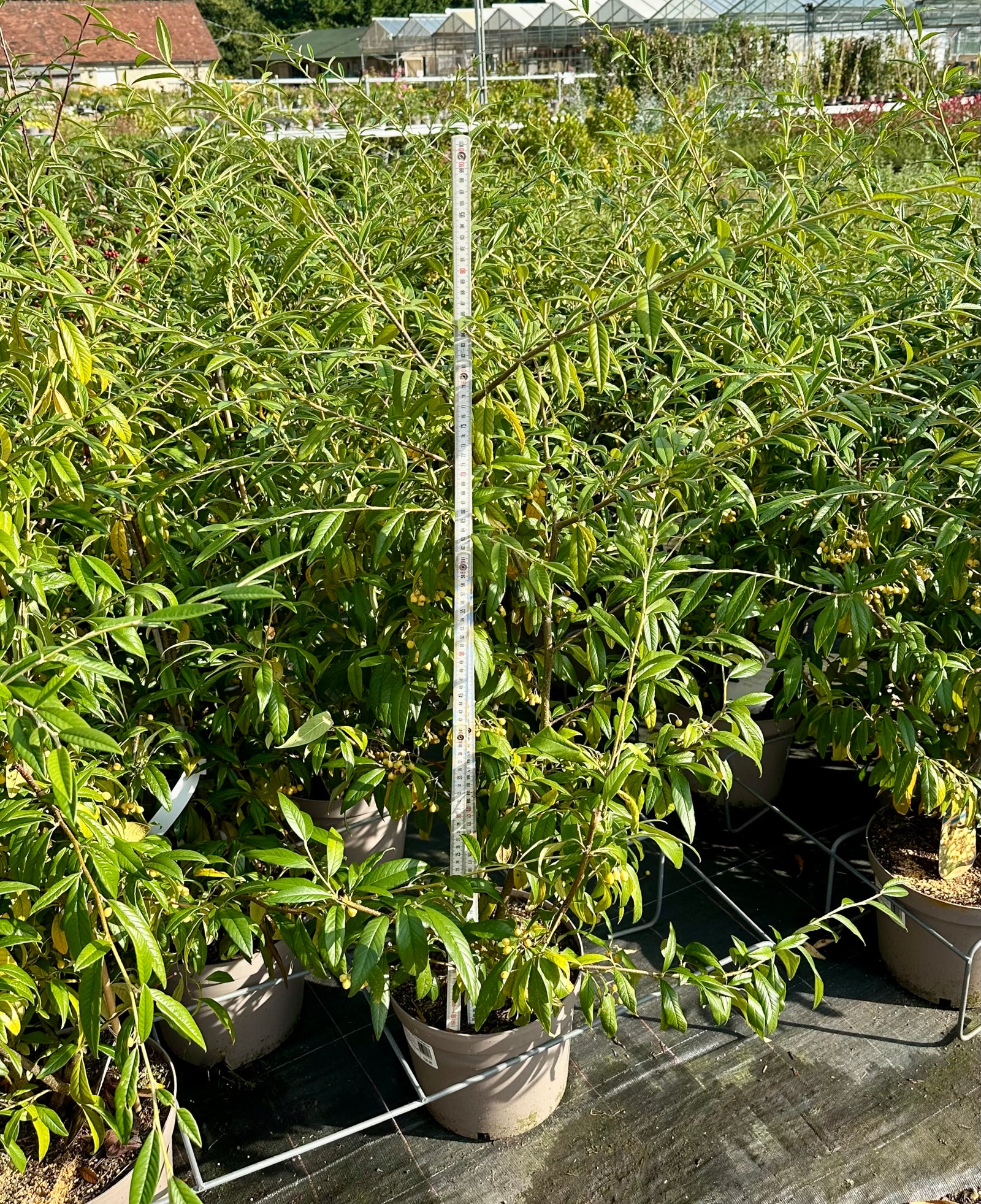 Cotoneaster ‘Rothschildianus' - NWP24 - 7.5Litre