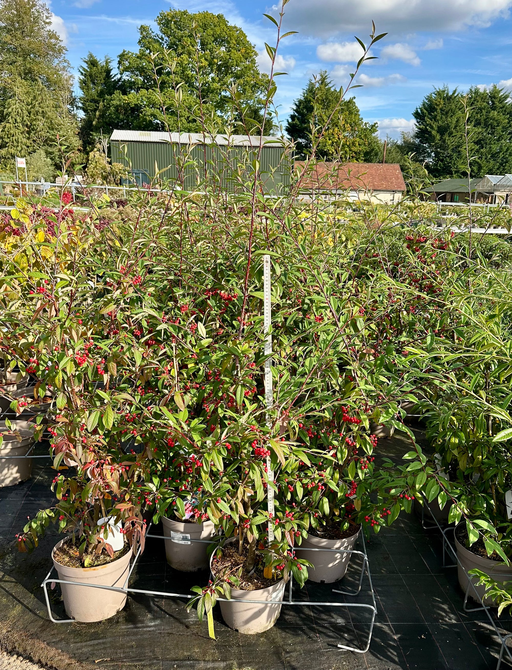 Cotoneaster ‘Cornubia' - 7.5Litre