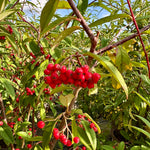 Cotoneaster ‘Cornubia' - 7.5Litre