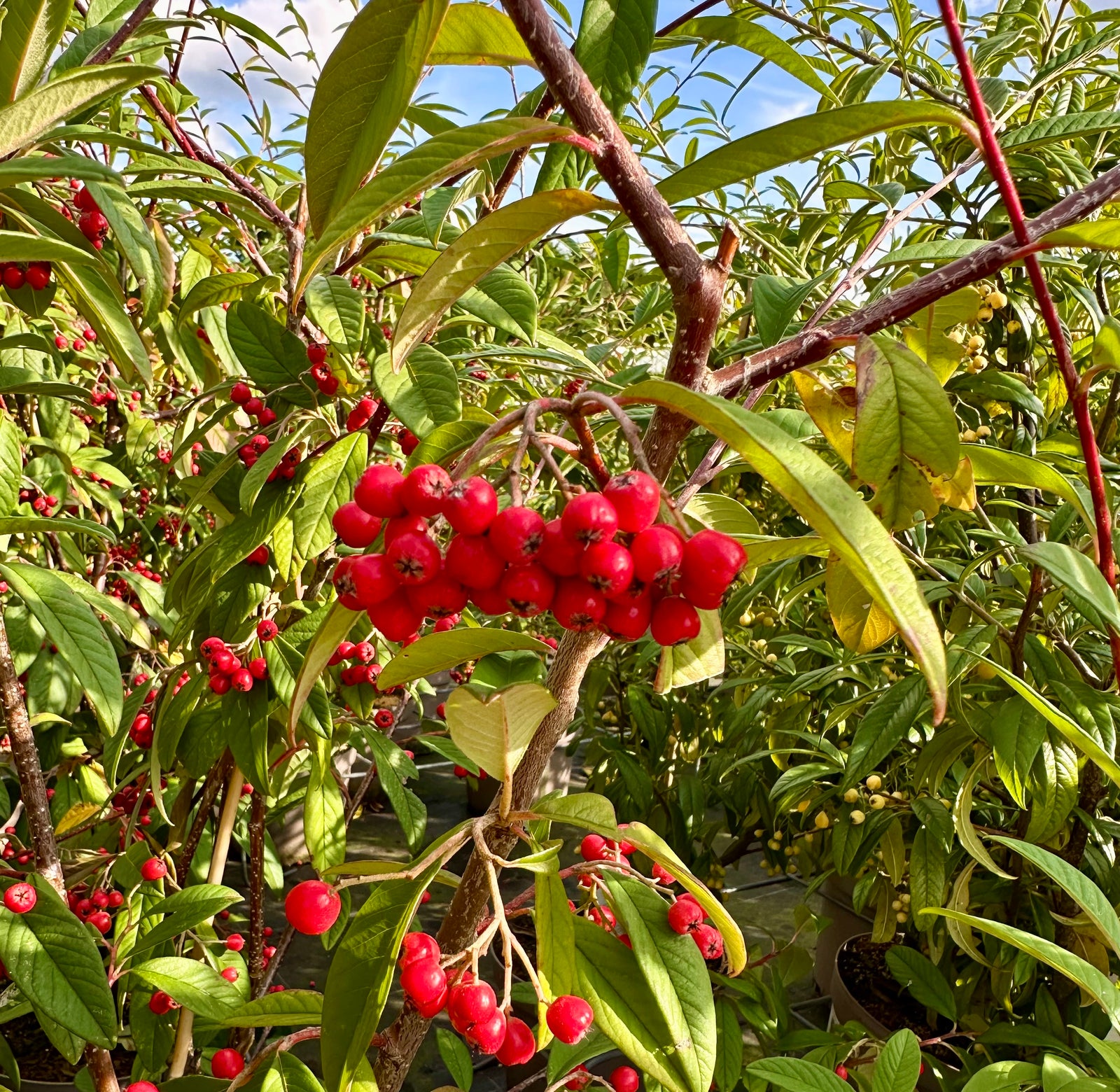 Cotoneaster ‘Cornubia' - 7.5Litre