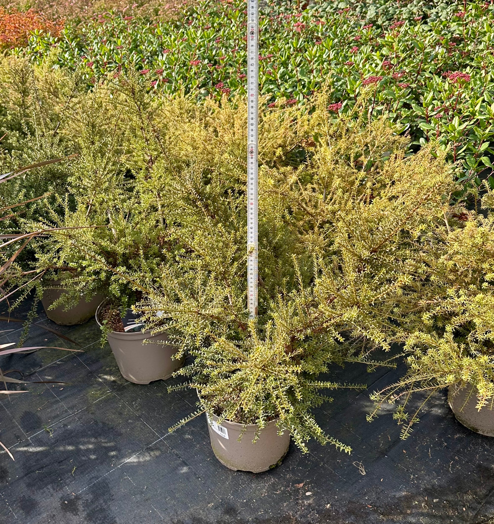 Podocarpus 'Chocolate Box' - 7.5Litre