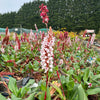 Persicaria (Bistorta) affinis ‘Darjeeling Red’ - 2 Litre