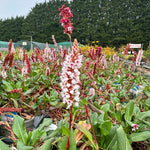 Persicaria (Bistorta) affinis ‘Darjeeling Red’ - 2 Litre