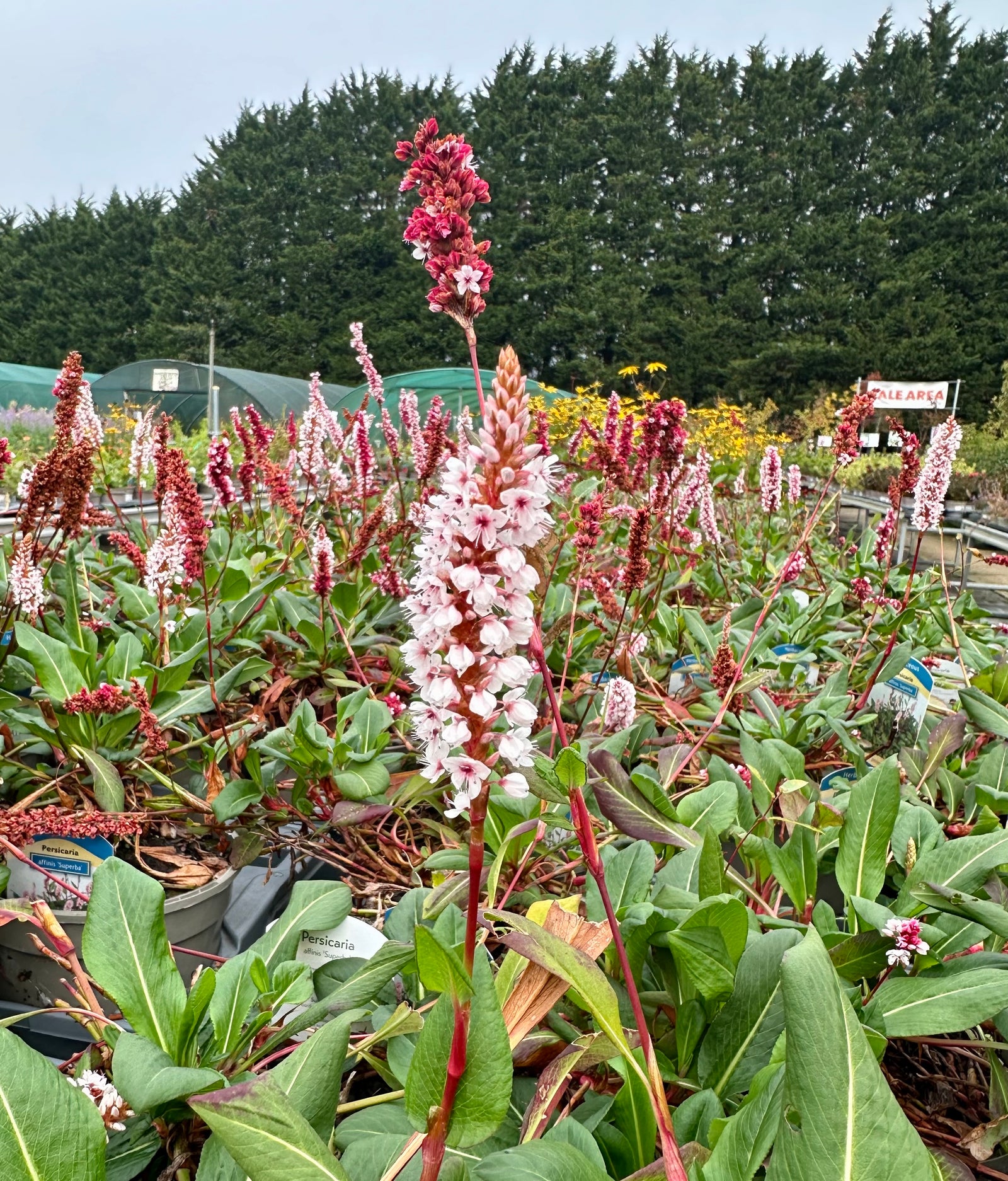 Persicaria (Bistorta) affinis ‘Darjeeling Red’ - 2 Litre