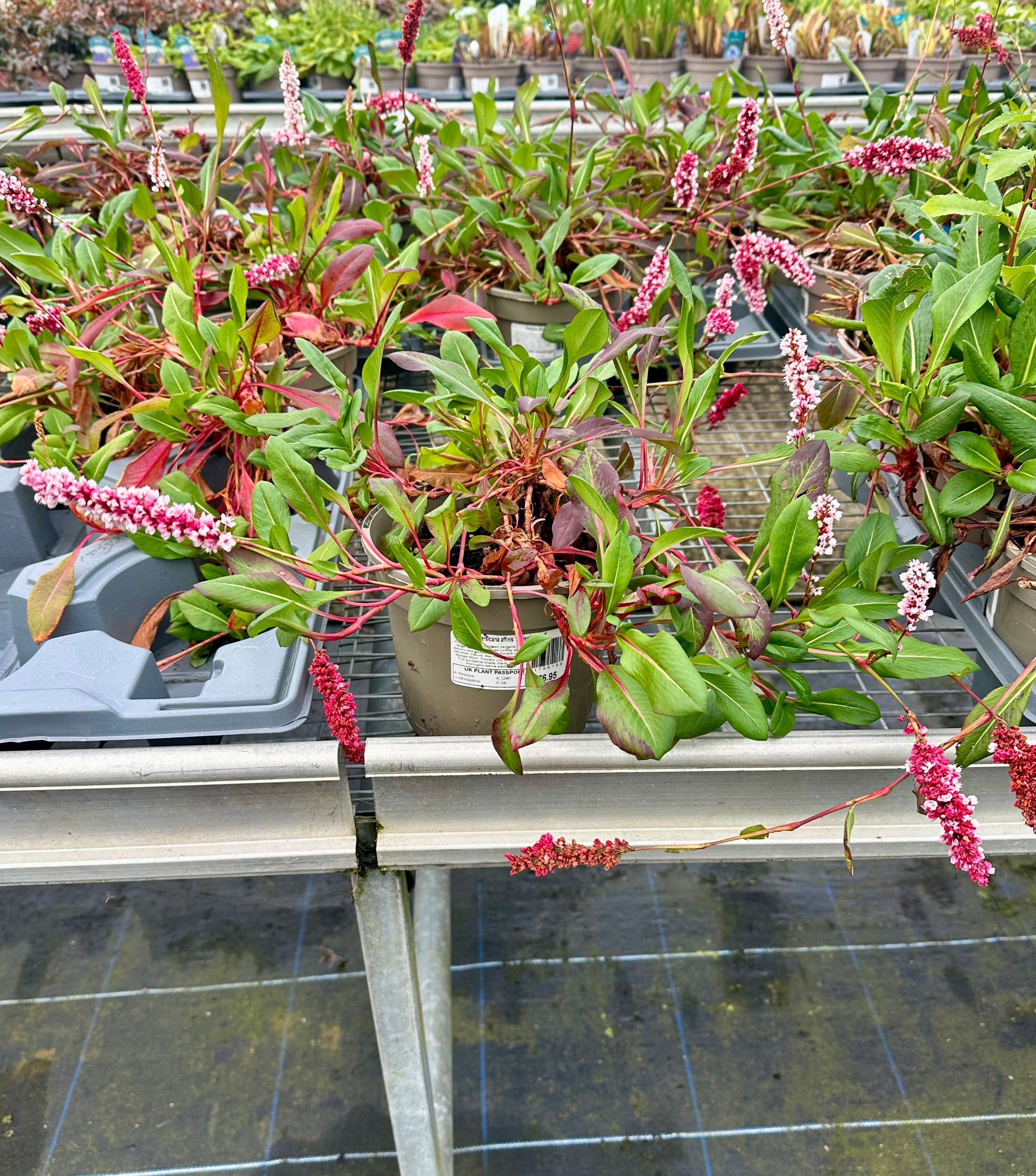 Persicaria (Bistorta) affinis ‘Darjeeling Red’ - 2 Litre