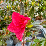 Azalea ‘Encore Autumn Fire’ - 2litre