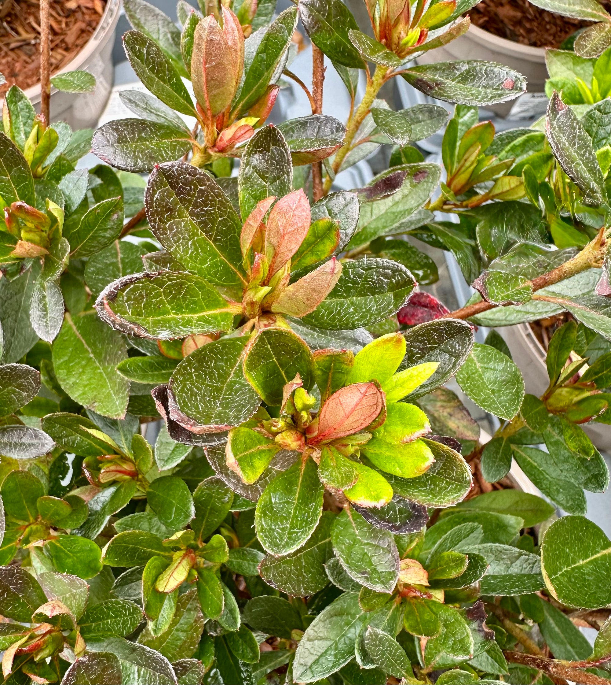 Azalea ‘Encore Autumn Fire’ - 2litre