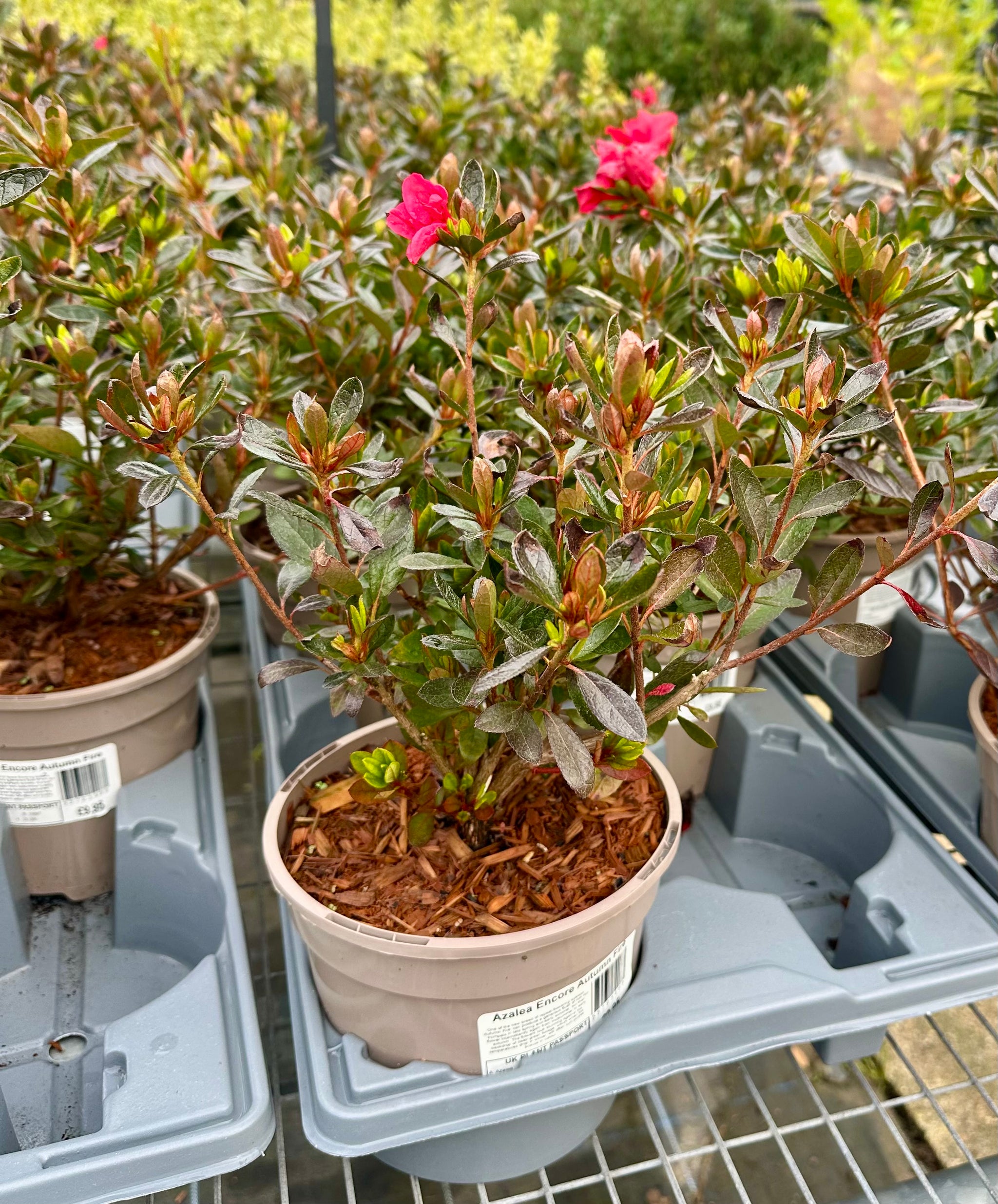 Azalea ‘Encore Autumn Fire’ - 2litre