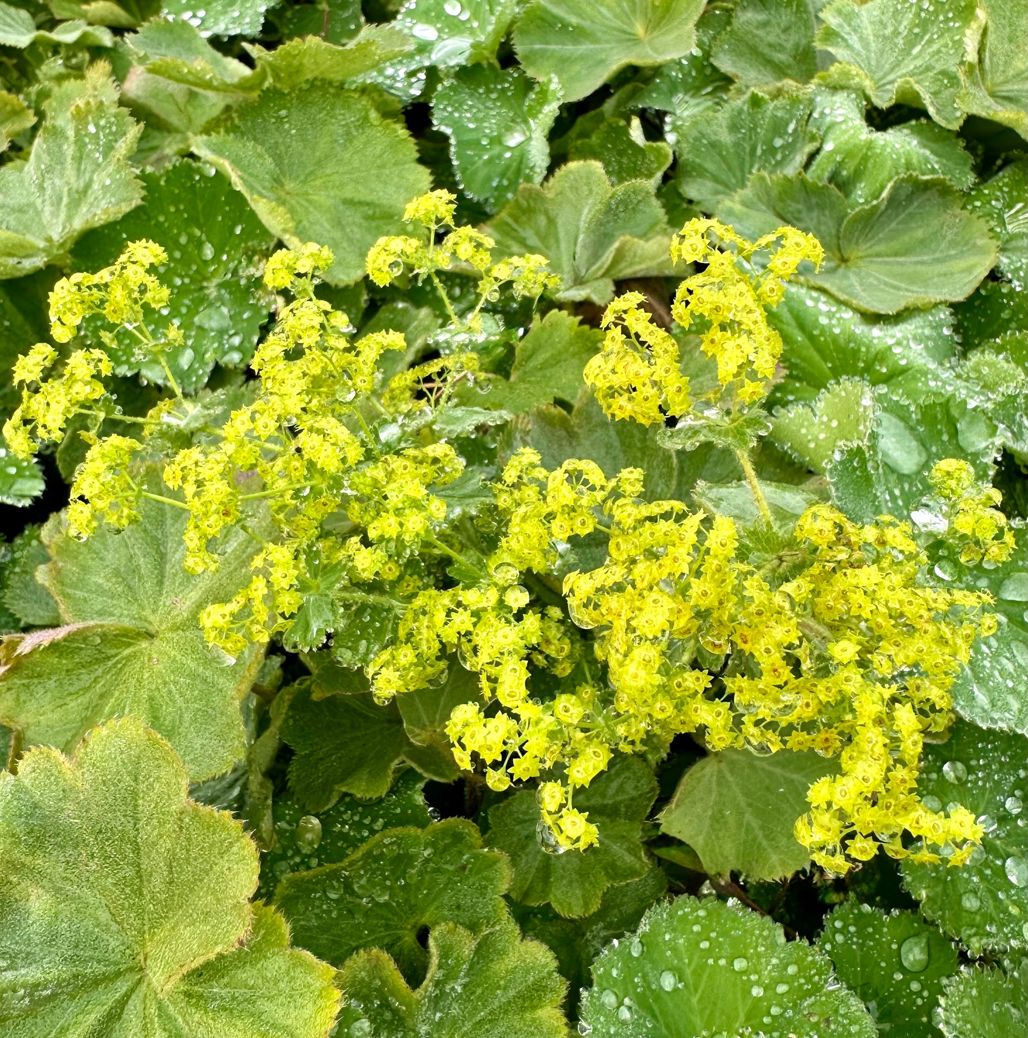 Alchemilla mollis 'Irish Silk’ - 2Litre