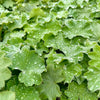 Alchemilla mollis 'Irish Silk’ - 2Litre