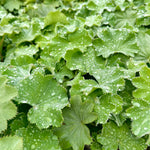 Alchemilla mollis 'Irish Silk’ - 2Litre