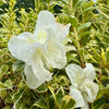Azalea ‘Encore Moonstruck’ - 2litre