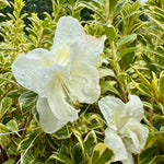 Azalea ‘Encore Moonstruck’ - 2litre