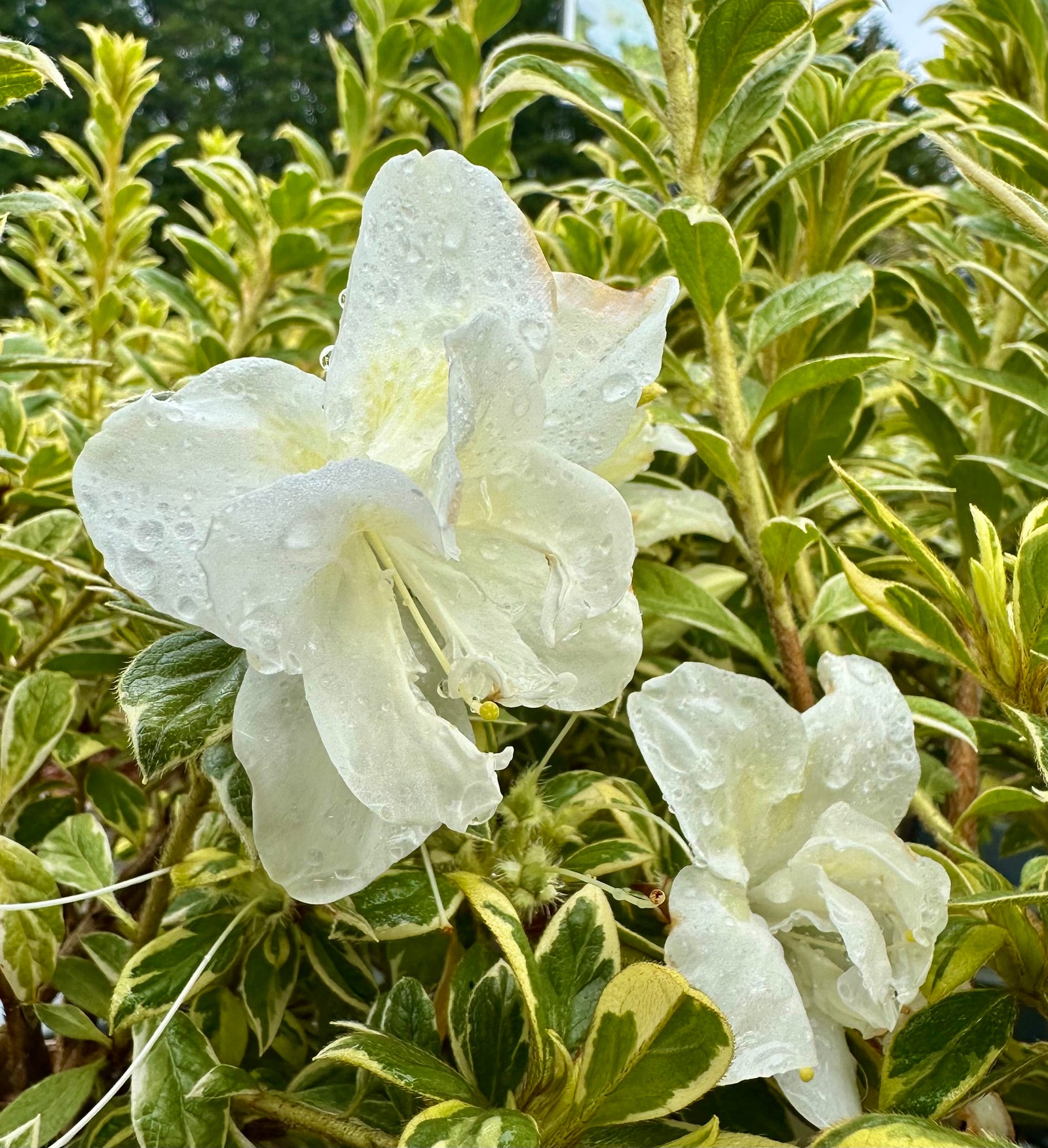 Azalea ‘Encore Moonstruck’ - 2litre