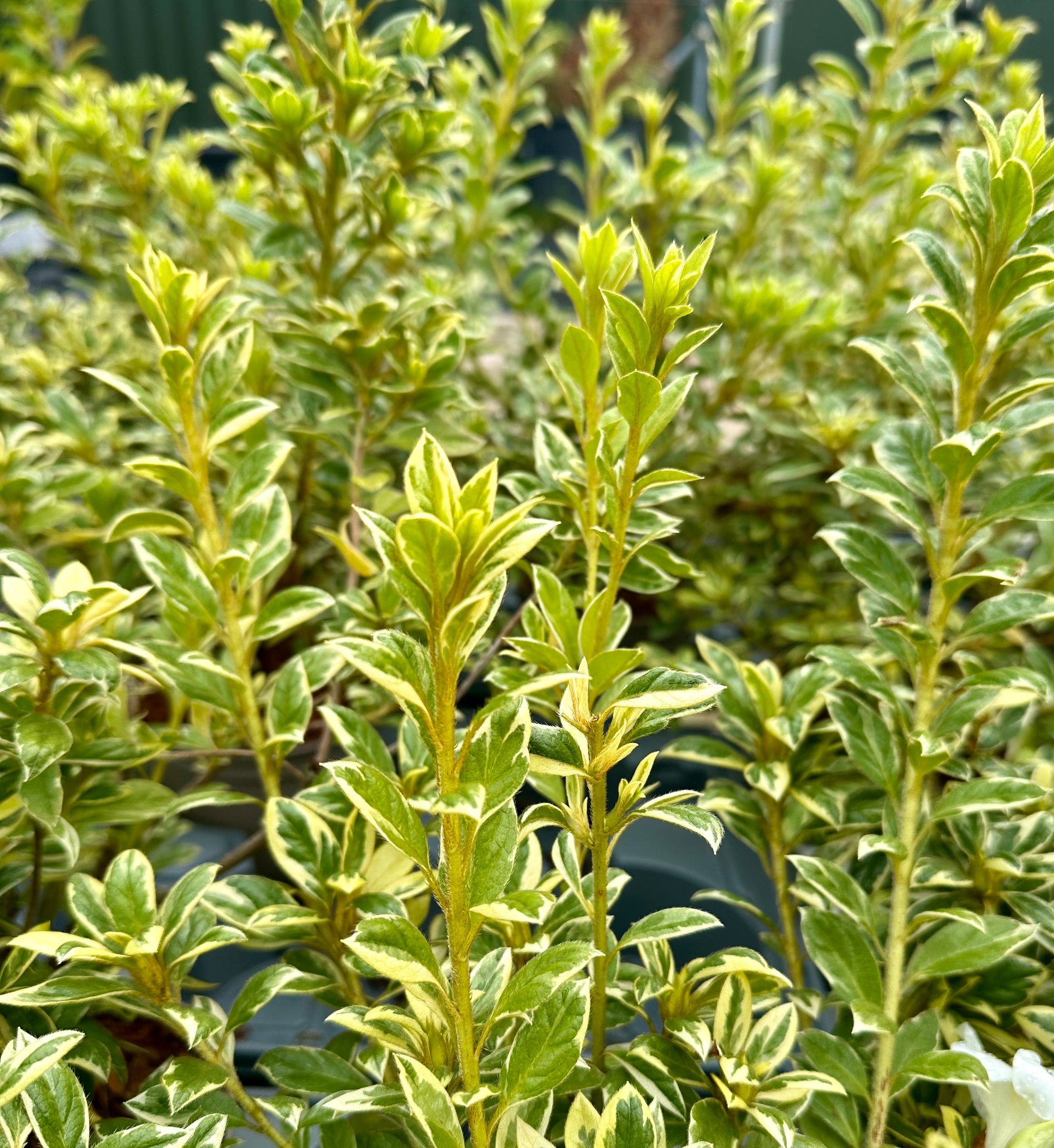 Azalea ‘Encore Moonstruck’ - 2litre