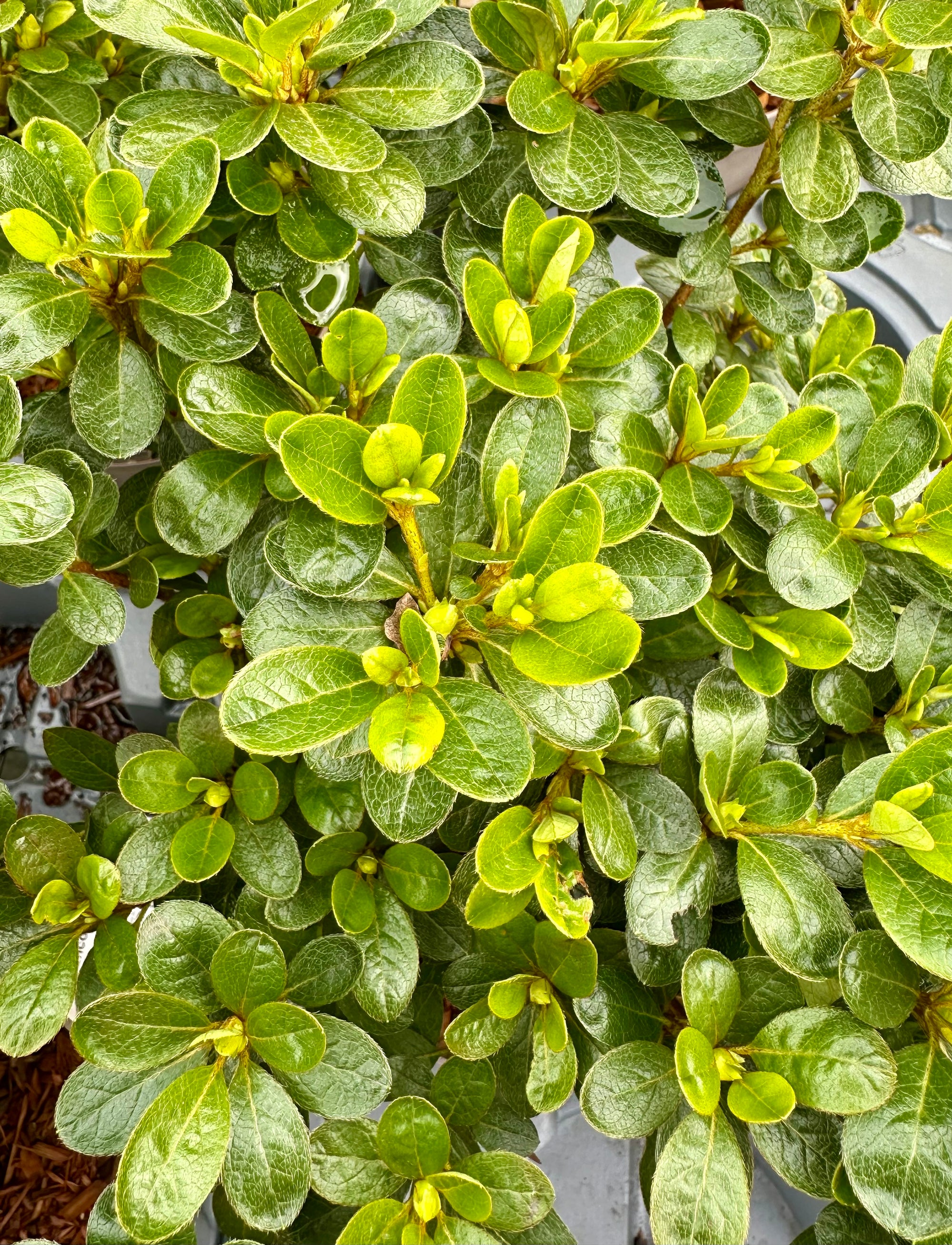 Azalea ‘Encore Pure White’ - 2litre