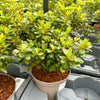 Azalea ‘Encore Pure White’ - 2litre