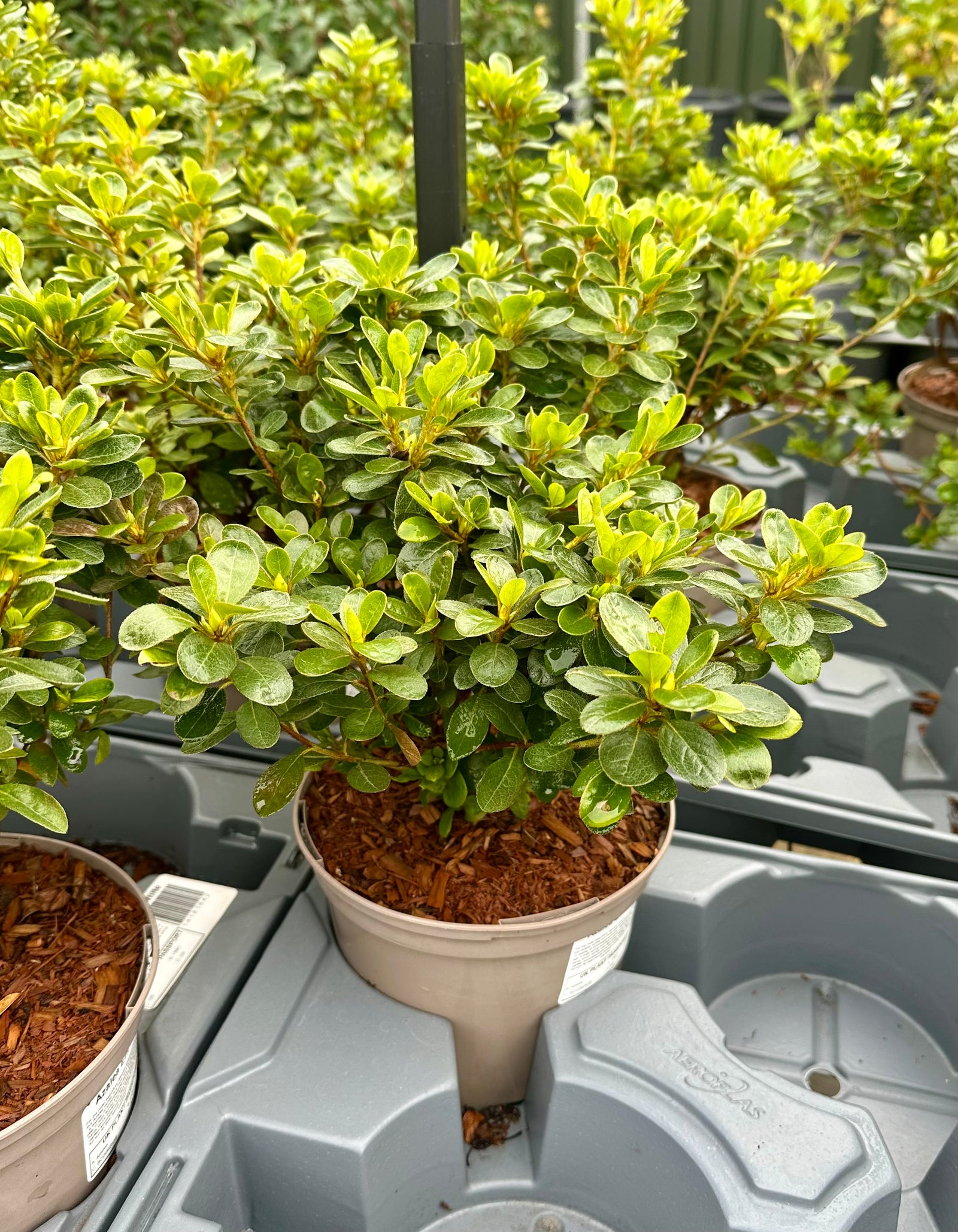 Azalea ‘Encore Pure White’ - 2litre
