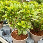 Azalea ‘Encore Autumn Starburst’ - 2litre - BCG25