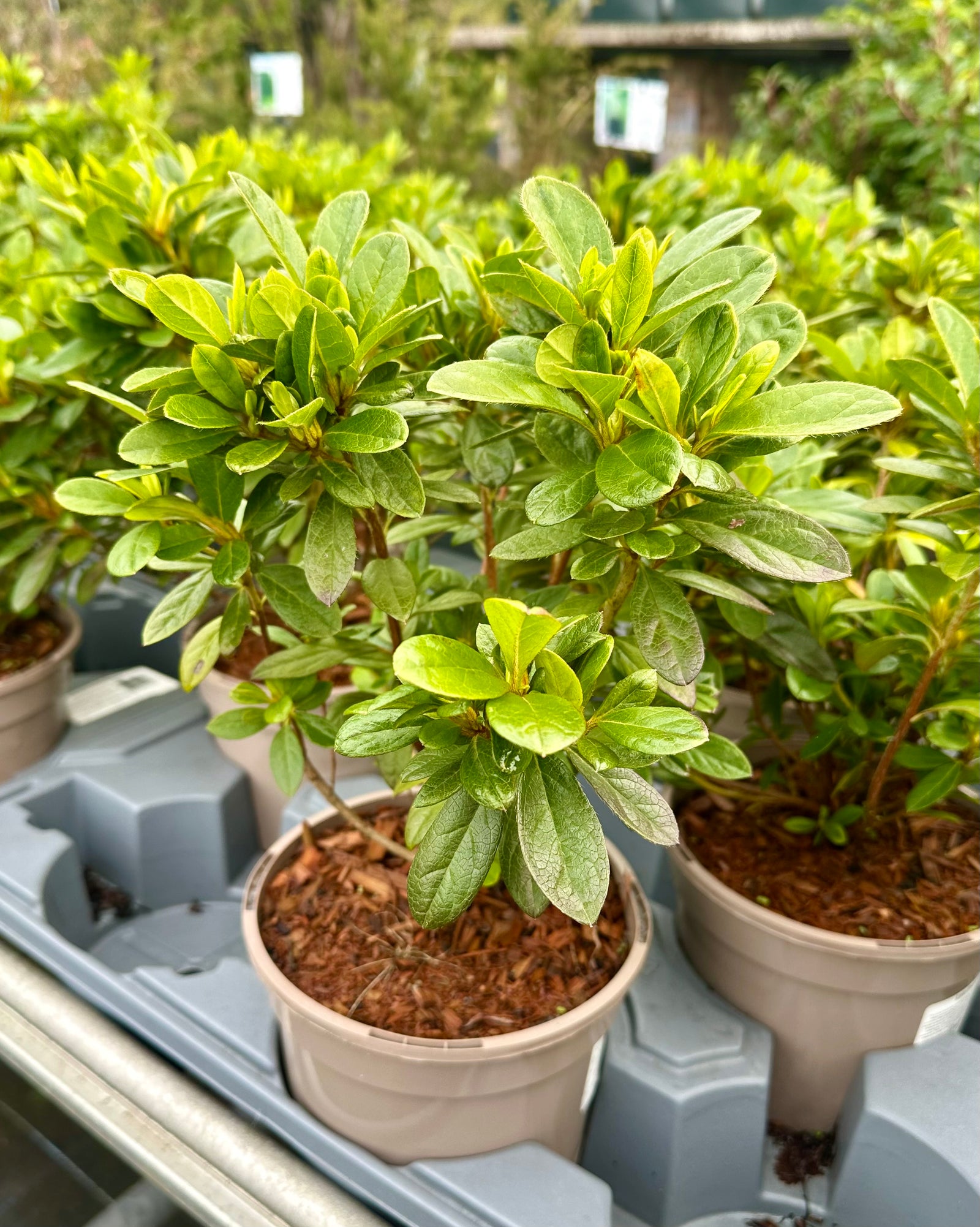 Azalea ‘Encore Autumn Starburst’ - 2litre - BCG25