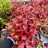 Ceratostigma ‘Gentian Blue’ - 1litre