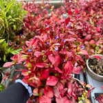 Ceratostigma ‘Gentian Blue’ - 1litre