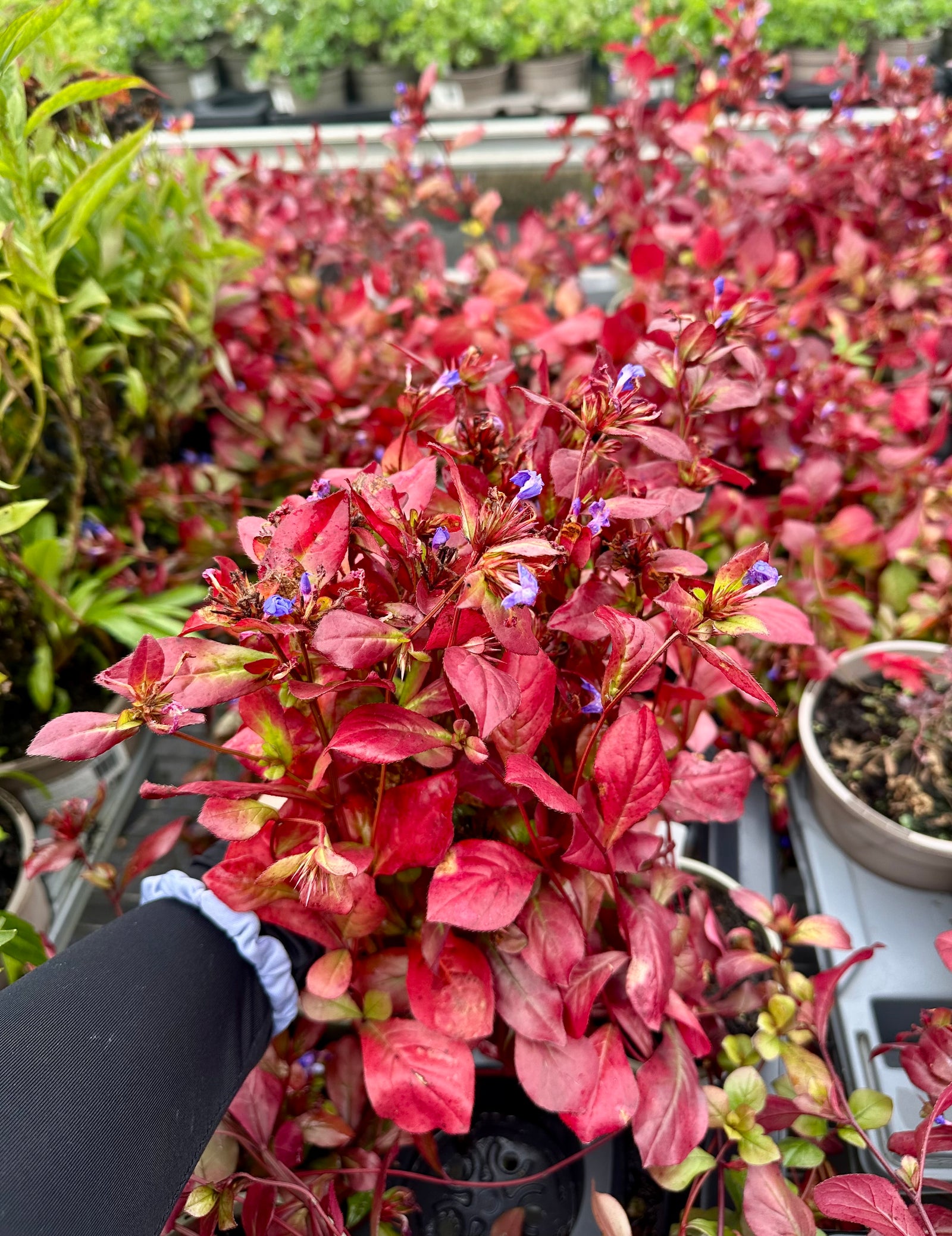 Ceratostigma ‘Gentian Blue’ - 1litre