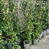 Trachelospermum jasminoides - 4Litre Deep