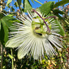Passiflora ‘Riverside Snow Queen’ - 4Litre Deep