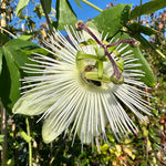 Passiflora ‘Riverside Snow Queen’ - 4Litre Deep