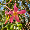 Trachelospermum ‘Pink showers’ - 4Litre Deep