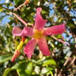 Trachelospermum ‘Pink showers’ - 4Litre Deep